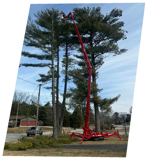 Spider lift reaching into tall pines