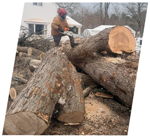 Cutting a large felled trunk into sections